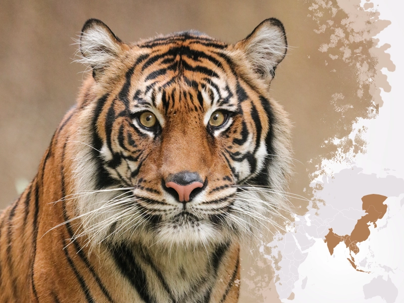 Tygrys azjatycki: symbol, drapieżnik, indywidualista